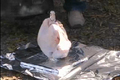 Gourmet Trash Can Turkey